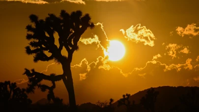Joshua Tree Ulusal Parkı'nda güneşin batışı