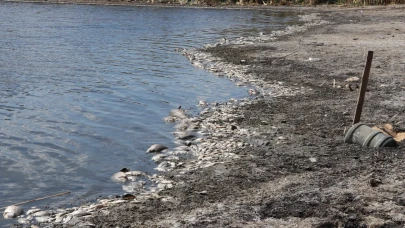 Muratlı'daki gölette kuraklık balıkları yok etti