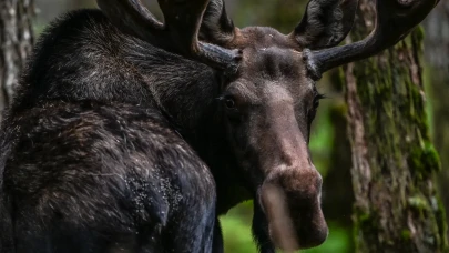 Alaska'da Kanada Geyikleri görüldü
