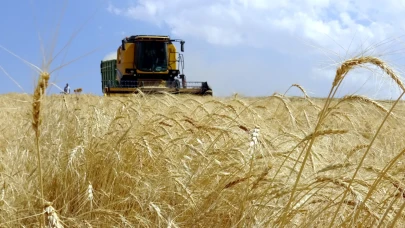 Kars'ta son buğday hasadı: Çiftçiler yoğun çalışma içinde