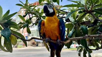 Antalya'da kaybolan 28 yıllık papağan 'Cabbar' sahibine kavuştu