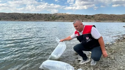 Çankırı'da 11 gölete 626 bin sazan yavrusu bırakıldı