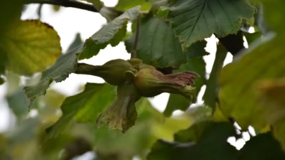 Dünya Fındık Haftası’nda Hasat Şenliği Coşkusu