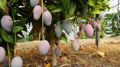 Mango ile cildinize ışıltı katmaya ne dersiniz?