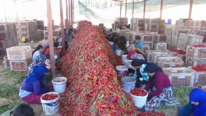 Gaziantep İslahiye’de biber hasadında “Acı” mesai başladı