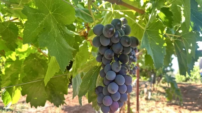 Isparta'da devlet desteğiyle kurulan üzüm bağlarında hasat başladı