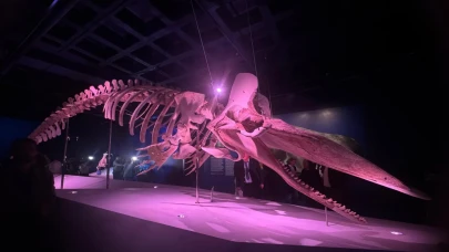 Deniz mirasını keşfedin: İstanbul Akvaryum'da Okyanusun Devleri sergisi açıldı