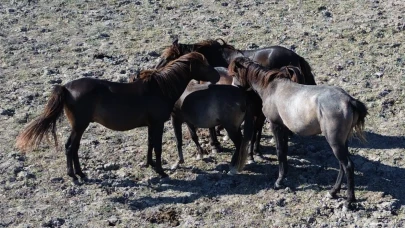 Kızılırmak Deltası'nda 450 yılkı atı doğal hayatını sürdürüyor