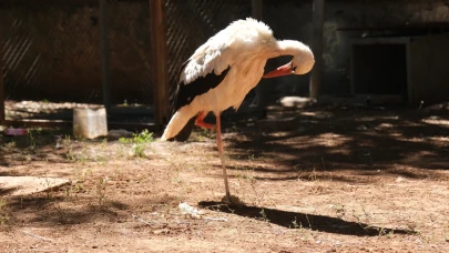 Bingöl'de kaybolan bacağına 3D protez takılan leylek "Pamuk" hayata dönüyor