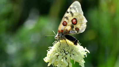 Kars'ta sonbahar güzelliği: Rengarenk kelebekler doğayı şenlendiriyor