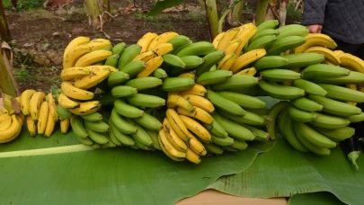 Muzun enerji verici özellikleri: Sağlıklı beslenmenin gözdesi mi?