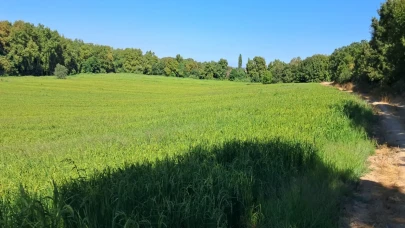 Çeltikte damla sulama ile su tasarrufu ve verim artışı