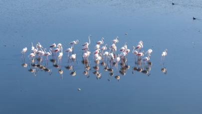 Küresel ısınma Van Gölü'ndeki flamingoları tehdit ediyor
