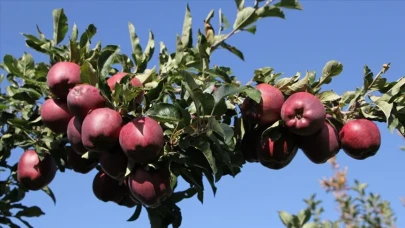 Elma gerçekten sağlığınız için bir mucize mi? İşte bilmeniz gerekenler
