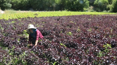 Arapgir’de mor reyhan ve köhnü üzümünde hasat sezonu başladı