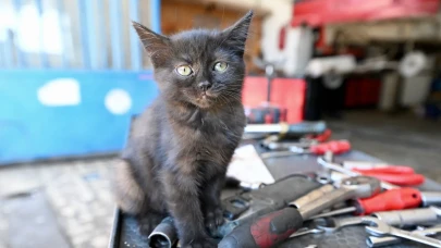 Düzce'de motordan çıkan kedi "Çırak" tamirhanenin yeni maskotu oldu