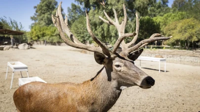 İzmir’de tedavi edilen kızıl geyik “Paşa” doğal yaşam parkındaki sürüsüne katıldı