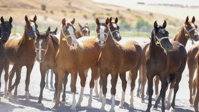 Malatya’da safkan arap taylarından 210 Milyon lira gelir elde edildi