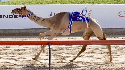 Dubai Veliaht Prensi Deve Festivali sona erdi