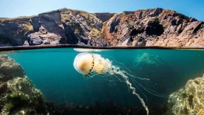 2026 Dünya Gelecek Enerji Zirvesi'nde David Attenborough'un okyanus belgeseli gösterilecek