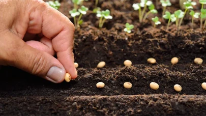 Bakan Yumaklı: Tohum üretiminde tarihi artış, ihracat 368 milyon dolara ulaştı