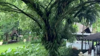 In Workshop, United States and Indonesia Join Forces to Combat Timber and Wildlife Trafficking