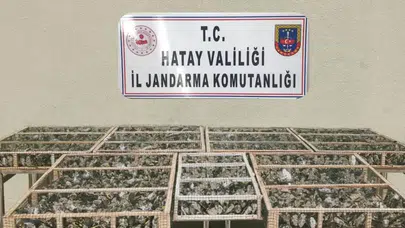 Traktör römorkunda 2 bin 114 saka kuşu yakalandı