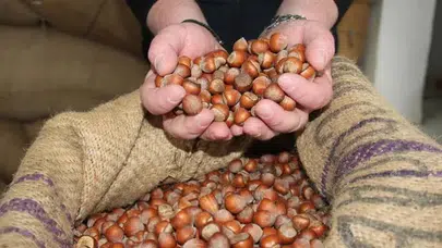 Fındıkta taban fiyat ile serbest piyasa arasındaki makas üreticiyi isyan ettirdi