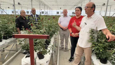 Isparta’da kesme gül ve topraksız domates yatırımı