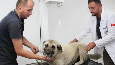 Giresun'da cip sürücüsünün ezdiği köpek belediye ekiplerinin müdahalesiyle hayata tutundu
