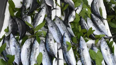 Karadeniz'de palamut bereketi: Tezgahlar şenlendi