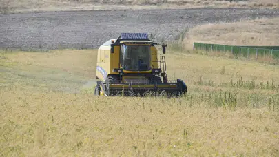 Ankara'da 4 bin 762 çiftçiye 1,5 milyon kilo nohut tohumu: Hasat başladı