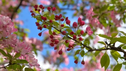 Son cemre toprağa düştü, bahar resmen geldi! Tarım ve hayvancılıkta hareketlilik bekleniyor
