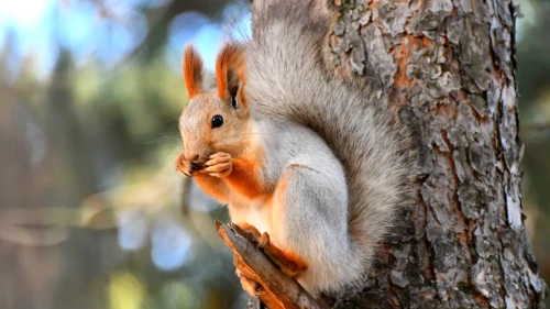 Kars ormanlarında sincaplar kış uykusuna hazırlanıyor