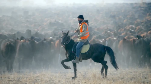 Yılkı atları Ağrı Dağı’ndaki sürülerin vazgeçilmez yardımcısı