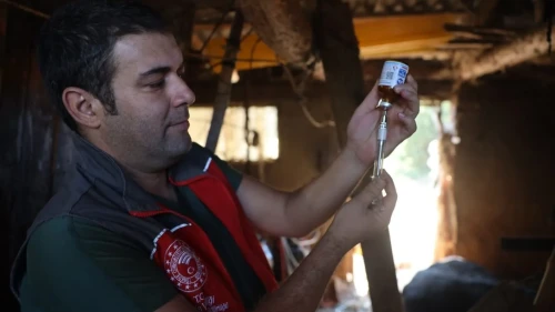 Milas'ta şap hastalığı alarmı: 11 mahalleye karantina altında