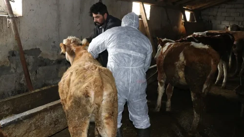 Sivas'ta şap hastalığına karşı karantina: Hayvan ticaretine yasak geldi
