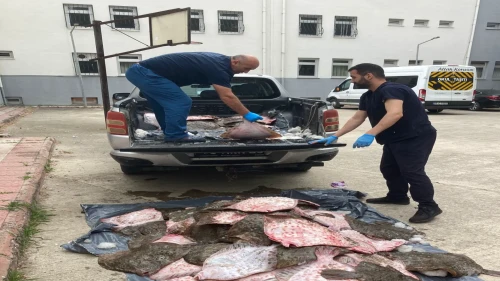 Samsun’da kaçak avlanan 6 ton kalkan balığı kurumlara dağıtıldı