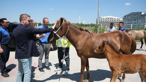 Kırklareli'nde başıboş atlar rehabilitasyona alındı
