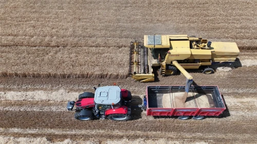 Edirne’de buğday hasadı başladı: Verim 250-400 kilogram arasında