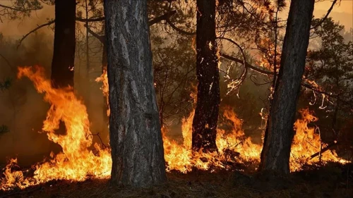 İstanbul Sultangazi'de orman yangını çıktı, anonslar yapılıyor
