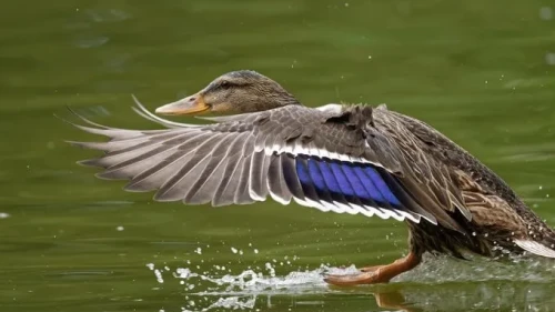 İngiltere'de kuş gribi kontrol altına alındı mı? Bazı bölgelerde kısıtlamalar kaldırıldı