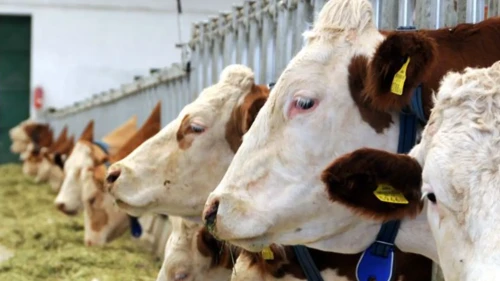 2026 kurbanlıklar kaç TL’den satılıyor? Küçükbaş fiyatı ne kadar, büyükbaş fiyatı kaç TL, talep arttı mı?