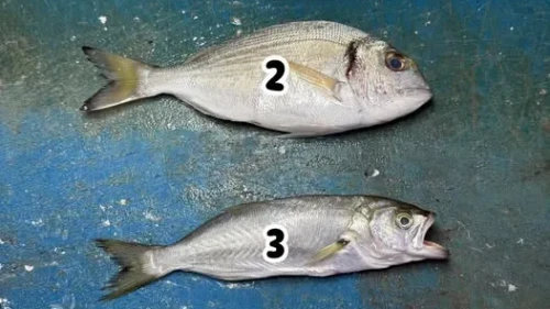 Denizlerin Dört Atlısı: Barbun mu, Lüfer mi? Sosyal medyada tartışmalar kızışıyor