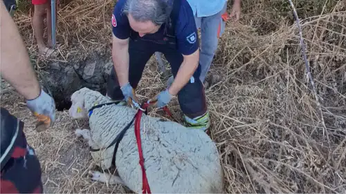 Kuyuya düşen koyun ekiplerin çalışmasıyla sahibine kavuştu