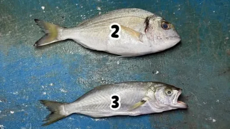 Denizlerin Dört Atlısı: Barbun mu, Lüfer mi? Sosyal medyada tartışmalar kızışıyor