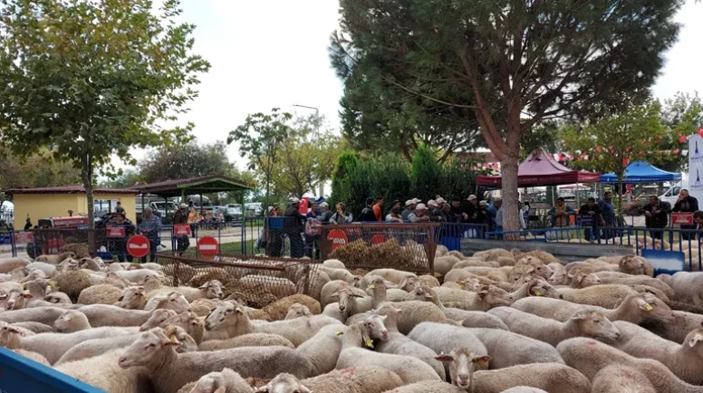 İzmir'de besicilere müjde! 210 küçükbaş hayvan hibesi dağıtıldı