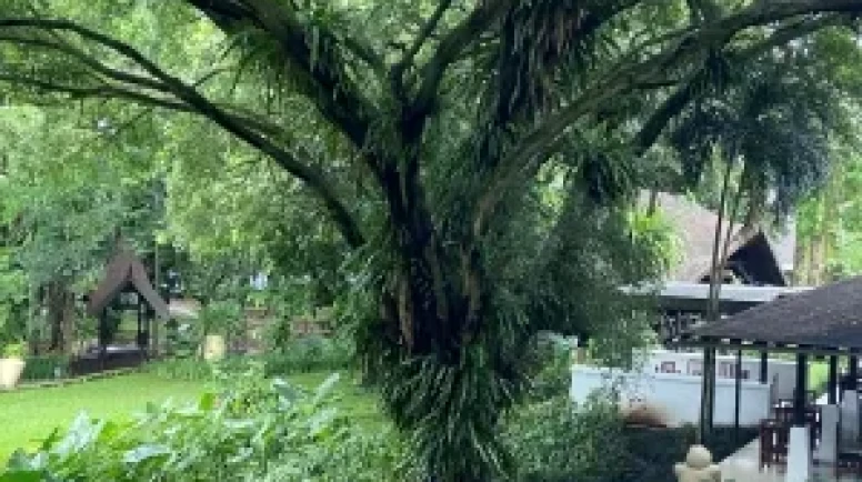 In Workshop, United States and Indonesia Join Forces to Combat Timber and Wildlife Trafficking