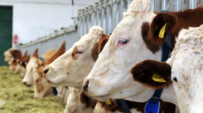 2026 kurbanlıklar kaç TL’den satılıyor? Küçükbaş fiyatı ne kadar, büyükbaş fiyatı kaç TL, talep arttı mı?