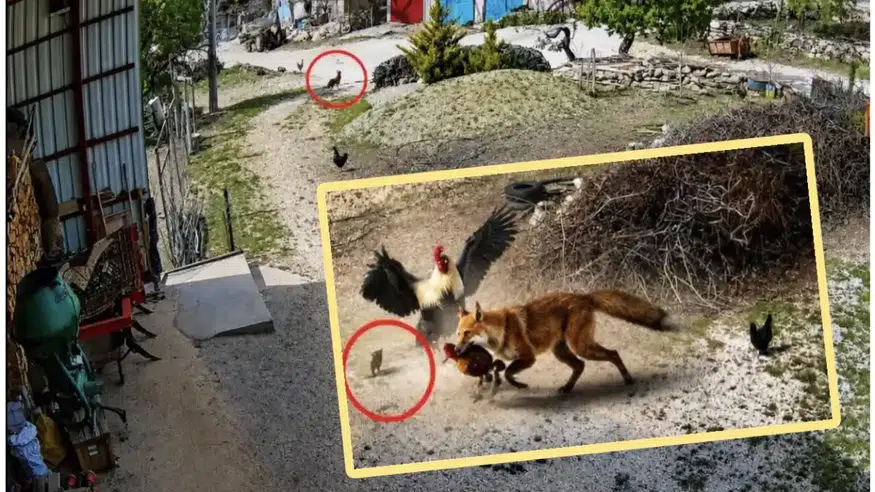 Burdur'da horoz, tilkinin pençesindeki tavuğu cesurca kurtardı!